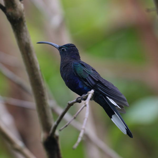 Violet Sabrewing